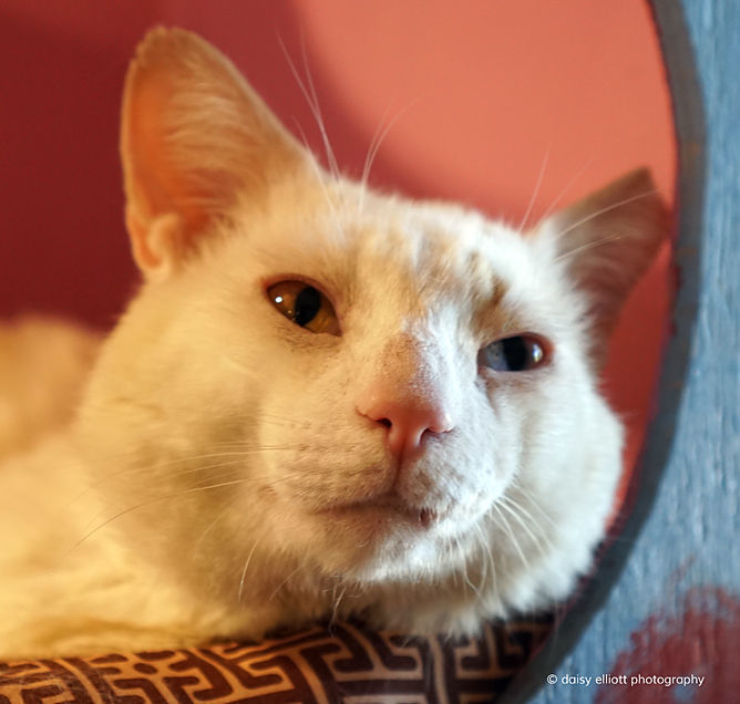 Adopt a friend: Tigertail